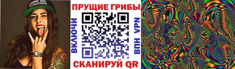 где купить   Алейск  Псилоцибиновые грибы Psilocybe 
