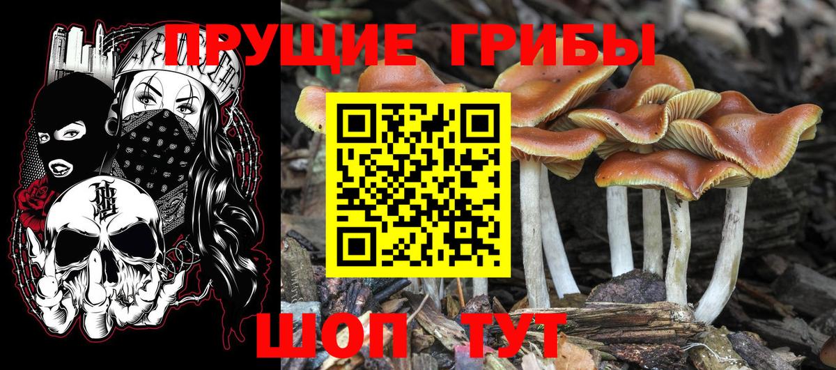 Галлюциногенные грибы Cubensis  Вход с VPN  Алейск 